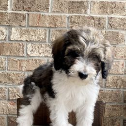 Bernedoodle Puppies from Mountain Top Doodles