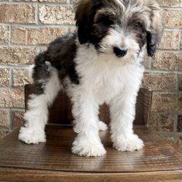 Bernedoodle Puppies from Mountain Top Doodles