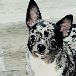 Layla - Chihuahua