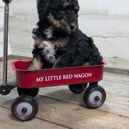 Hemlock - Tri-color female Bernedoodle puppy in Cambridge, Minnesota from Country Meadow Doodles