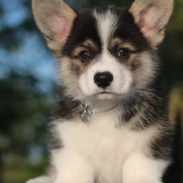 Bowser - Black and tan Pembroke Welsh Corgi puppy in West, Texas from Rustic Spur Kennel