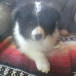 Border Collies and Pointers from LINWALD