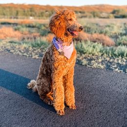 Nellie - Poodle