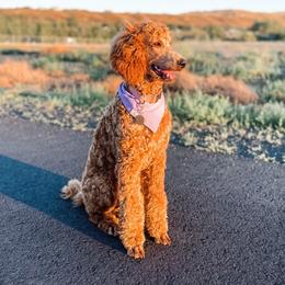 Nellie - Poodle