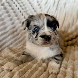 Nash - Blue merle male Miniature Australian Shepherd puppy in New Hampton, Iowa from Full River Australian Shepherds