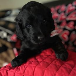 Girl 6 - Black Goldendoodle puppy in Gig Harbor, Washington from Sandy’s Goldendoodles