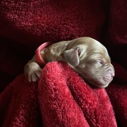 Australian Labradoodle Puppies from Pinnacle Labradoodles