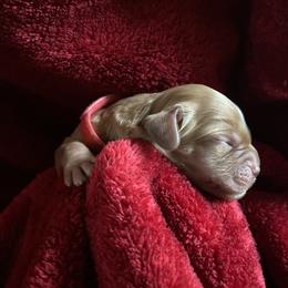 Australian Labradoodle Puppies from Pinnacle Labradoodles