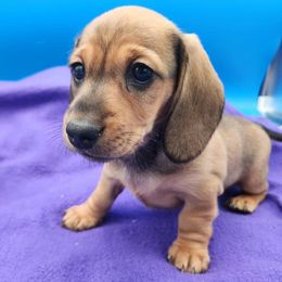 Girl 1 - Red female Dachshund puppy in Spanaway, Washington from 11 Oaks Kennels