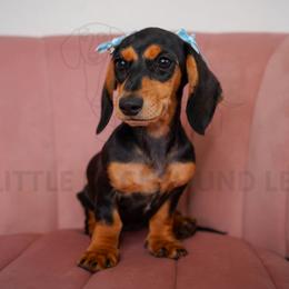 Kabuki - Black and tan female Dachshund puppy in Temecula, California from Naomi Magee's Dachshund Kennel