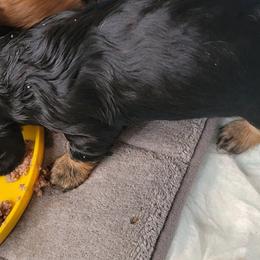 Dachshund Puppies from CLARK'S BREEDING PROGRAM