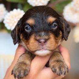 November - Tri-color male Cavapoo puppy in Yuciapa, California from AlltheDoodlez_