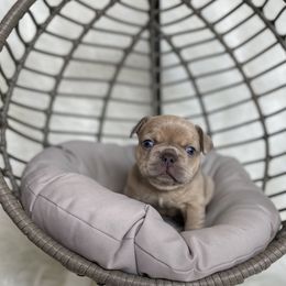 French Bulldog Puppies from Cuddlebug Frenchies