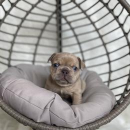 French Bulldog Puppies from Cuddlebug Frenchies