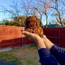Poodle Puppies from PRETTY IN RED POODLES