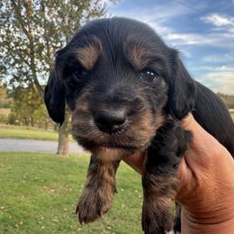 Stetson - Black and tan male Dachshund puppy in Bentonville, Arkansas from Boujee Buns Dachshunds