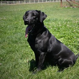Rain - Labrador Retriever