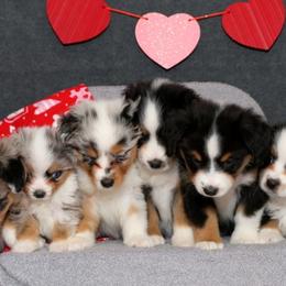 Miniature American Shepherd puppies from Lone Pine Miniature American Shepherds