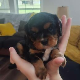 Dynamite - Black and tan male Cavalier King Charles Spaniel puppy in Stockdale, Texas from Great Oaks Farm Cavaliers