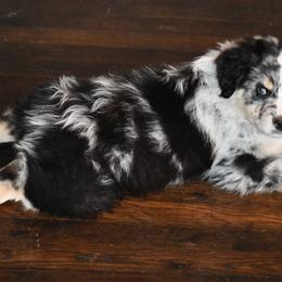 Australian Shepherds from K & R Australian Shepherds