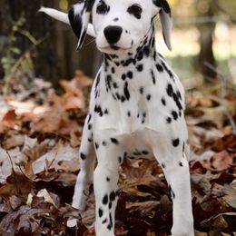 Naira - Dalmatian