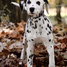 Naira - Dalmatian