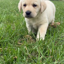 Maple- Orange collar- third pick yellow male - Yellow male Labrador Retriever puppy in Isanti, Minnesota from Four Corners Family Labs