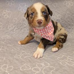Gouda - Red merle female Australian Shepherd puppy in Pamplin, Virginia from Hope & Joy Acres