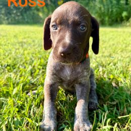 Ross - Liver roan male German Shorthaired Pointer puppy in Spring Valley, Wisconsin from Filipiak Breeders