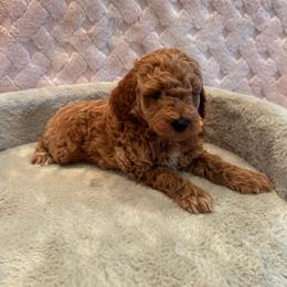 Austin - Apricot male Goldendoodle puppy in Bucyrus, Missouri from Hill Top Pomskies