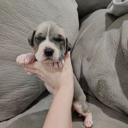 Rosetta - Mantle female Great Dane puppy in Marshall, Michigan from Dream K9