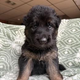 7up - Black and red female German Shepherd puppy in Coplay, Pennsylvania from By My Side Germans Shepherds & Dobermans