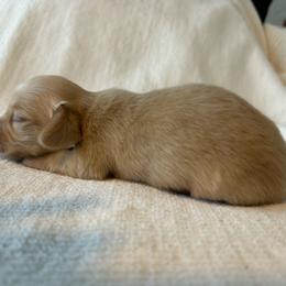 Dude - Cream male Dachshund puppy in Sebring, Florida from Mini Weenies
