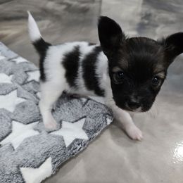 Brandy - Red white and sable female Papillon puppy in Hollister, Missouri from Swan Creek Kennel