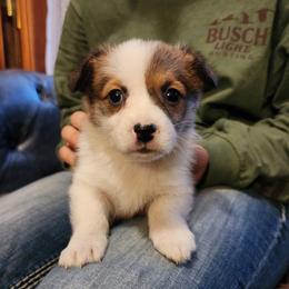 Speck - Sable female Pembroke Welsh Corgi puppy in Sidney, Ohio from Cozy Corgi Ranch