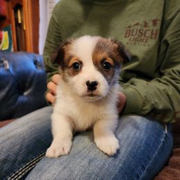 Speck - Sable female Pembroke Welsh Corgi puppy in Sidney, Ohio from Cozy Corgi Ranch