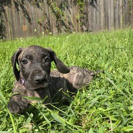 Doberman Pinscher and Great Dane Puppies from Draggin Dobermans & Great Danes