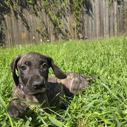 Doberman Pinscher and Great Dane Puppies from Draggin Dobermans & Great Danes