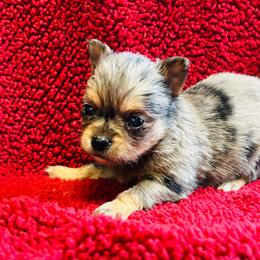 Pooh - Merle male Chihuahua puppy in Hobgood, North Carolina from Four Kids’ Farms, LLC