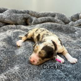 Cricket - Chocolate merle female Bernedoodle puppy in New Ringgold, Pennsylvania from Hawk Mountain Doodles