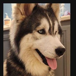 Ronyn - Siberian Husky