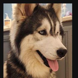 Ronyn - Siberian Husky