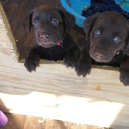 Dilute Retriever and Labrador Retriever Puppies from CKB Labradors