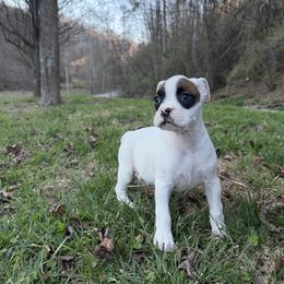 Girl 5 - White female Boxer puppy in Prestonsburg, Kentucky from Bre’s Boxers
