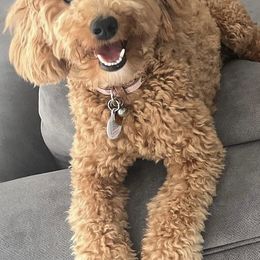 Goldendoodles from Mini Doodles