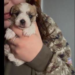 Boy 1 - Black & tan tri-color male Morkie puppy in Aliquippa, Pennsylvania from The Morkie Mom