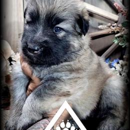 Orion - Sable male German Shepherd puppy in Sequim, Washington from German Shepherd Haus