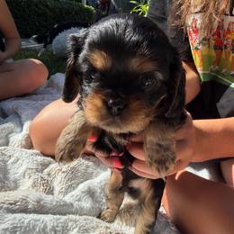 Wrangler - Black and tan male Cavalier King Charles Spaniel puppy in Riverside, California from Mia Loves Kingston Cavaliers