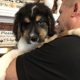 Bernedoodle and Goldendoodle Puppies from Heartfelt GoldenDoodles