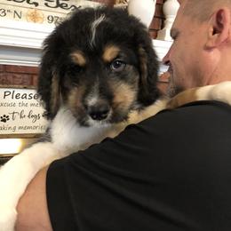 Bernedoodle and Goldendoodle Puppies from Heartfelt GoldenDoodles
